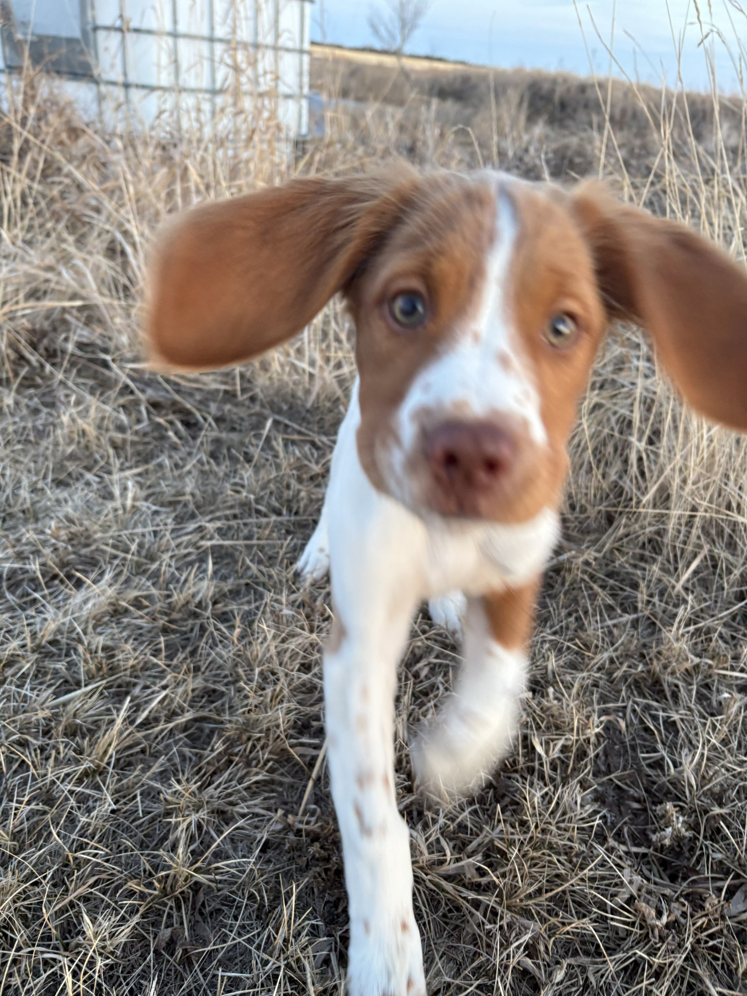 Nova Bean bounding through the grass with her ears flying
